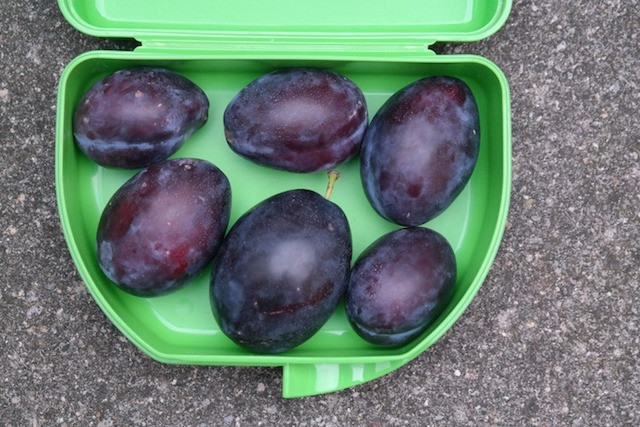 fiambrera ciruela.jpg